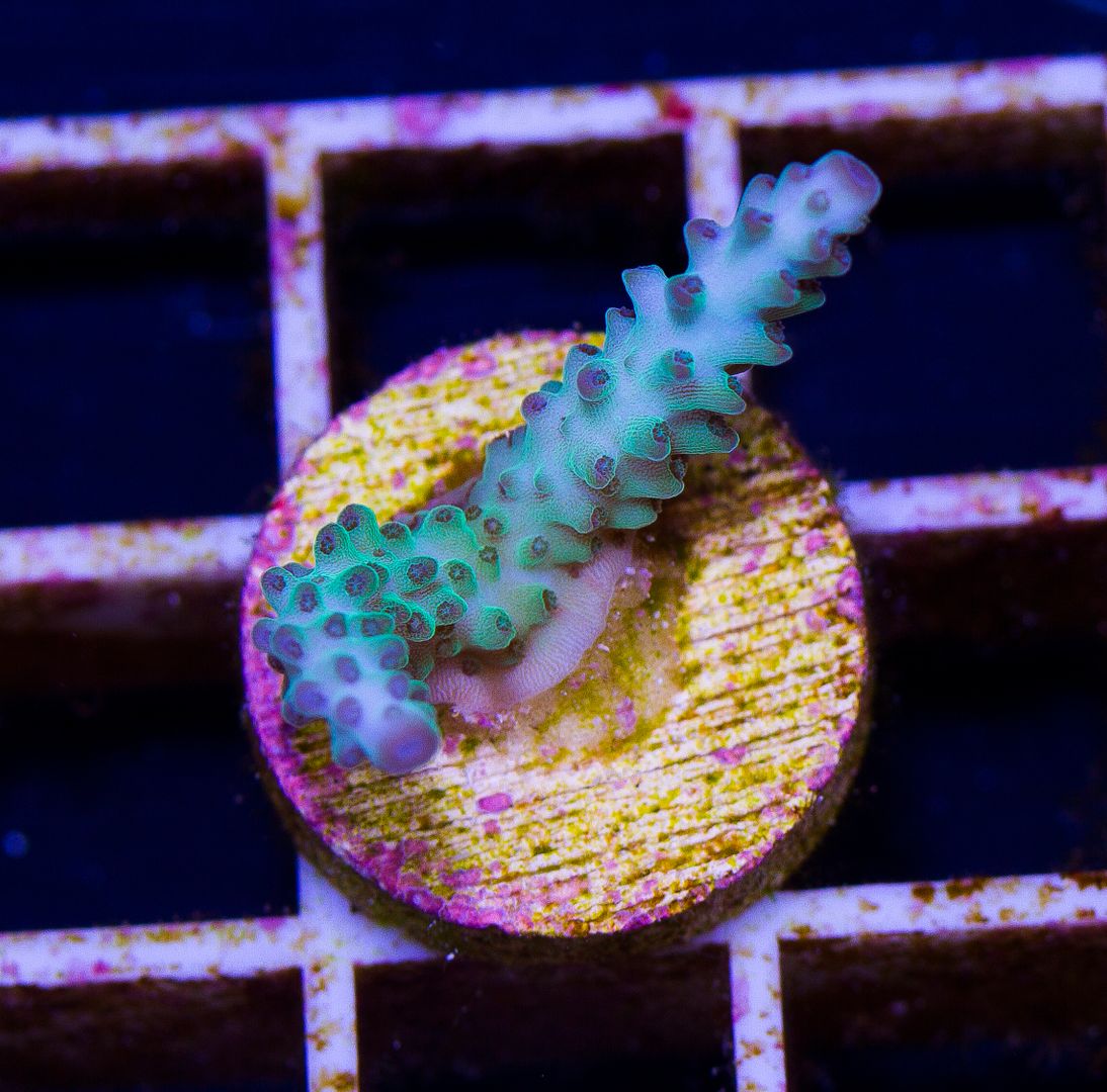 newcoral1342 - 85+ New WYSIWYG Acros at Cherry Corals!